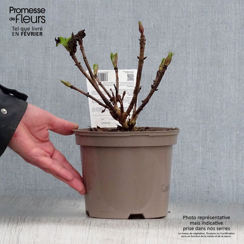 Spécimen de Hortensia - Hydrangea macrophylla Teller Pink Pot de 2L/3L tel que livré en hiver