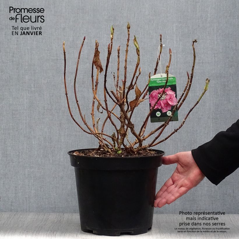 Spécimen de Hortensia - Hydrangea macrophylla Teller Pink Pot de 7,5L/10L tel que livré en hiver