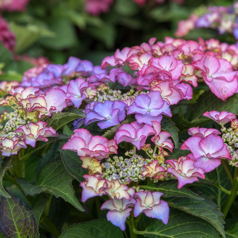 Hortensia - Hydrangea macrophylla Tiffany (Floraison)