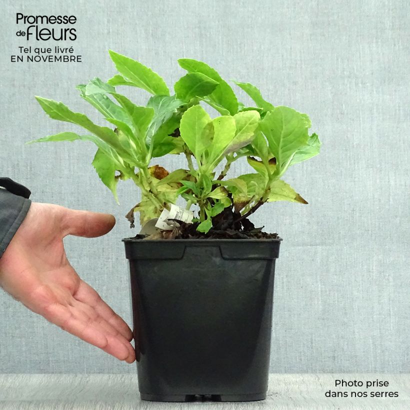 Spécimen de Hortensia - Hydrangea macrophylla Tovelit Pot de 2L/3L tel que livré en automne