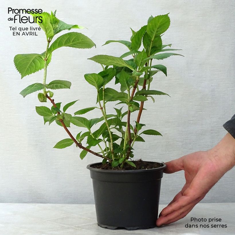 Spécimen de Hortensia - Hydrangea macrophylla Veitchii Pot de 2L/3L tel que livré au printemps