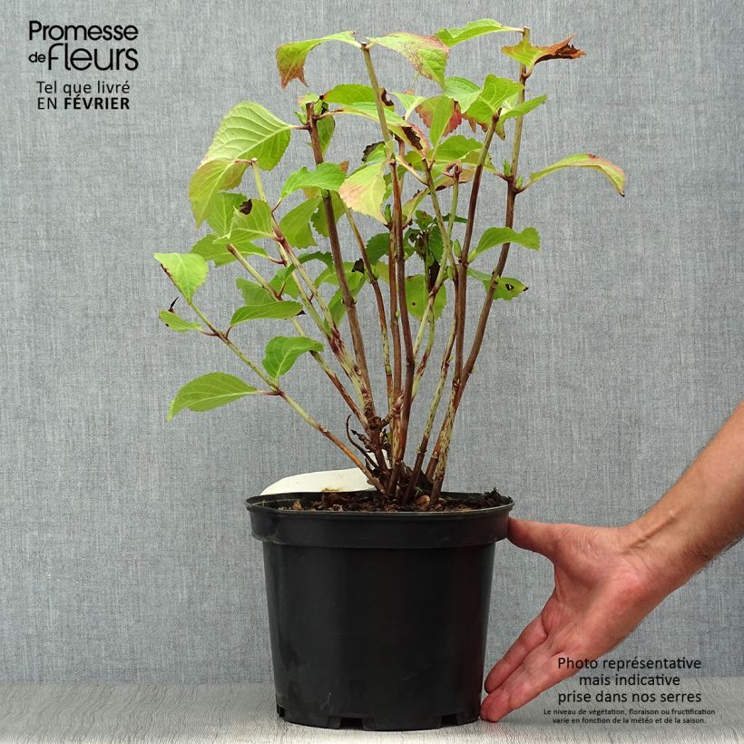 Spécimen de Hortensia - Hydrangea macrophylla Wedding Gown Pot de 4L/5L tel que livré en automne