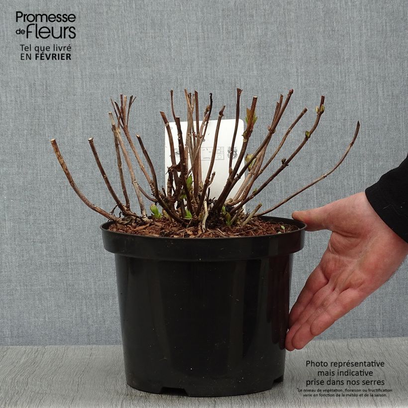 Spécimen de Hortensia - Hydrangea macrophylla Wudu tel que livré en hiver