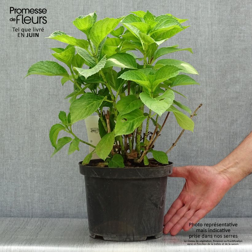 Spécimen de Hortensia - Hydrangea macrophylla Xian Pot de 4L/5L tel que livré en été