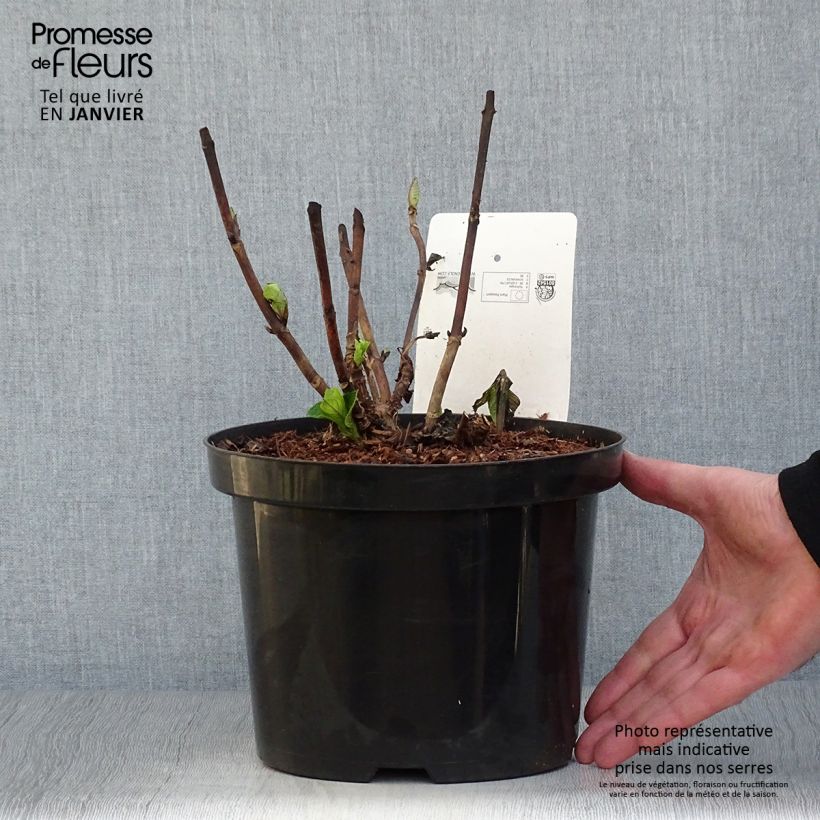 Spécimen de Hortensia - Hydrangea macrophylla Xian Pot de 4L/5L tel que livré en hiver