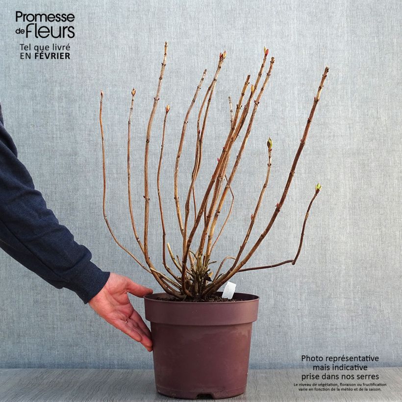 Spécimen de Hortensia - Hydrangea macrophylla Xian Pot de 7,5L/10L tel que livré en hiver