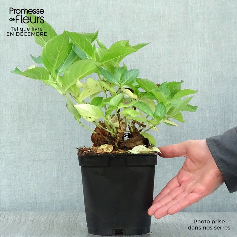 Spécimen de Hortensia - Hydrangea macrophylla Yamato Pot de 2L/3L tel que livré en hiver