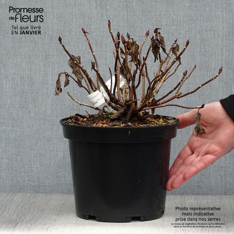 Spécimen de Hortensia - Hydrangea macrophylla You and Me Together Pot de 3L/4L tel que livré en hiver