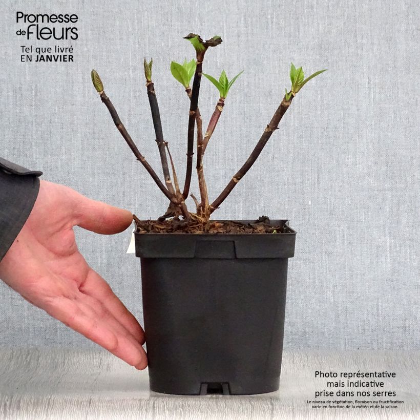 Spécimen de Hortensia - Hydrangea macrophylla Zorro rose Pot de 2L/3L tel que livré en hiver