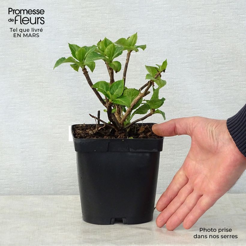 Hydrangea macrophylla Zorro 2L/3L pot sample as delivered in spring