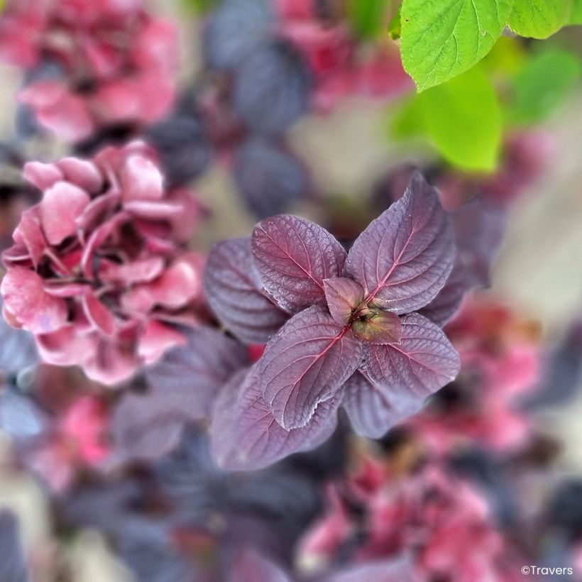 Hortensia - Hydrangea macrophylla x serrata Black Velvet Darbi (Feuillage)