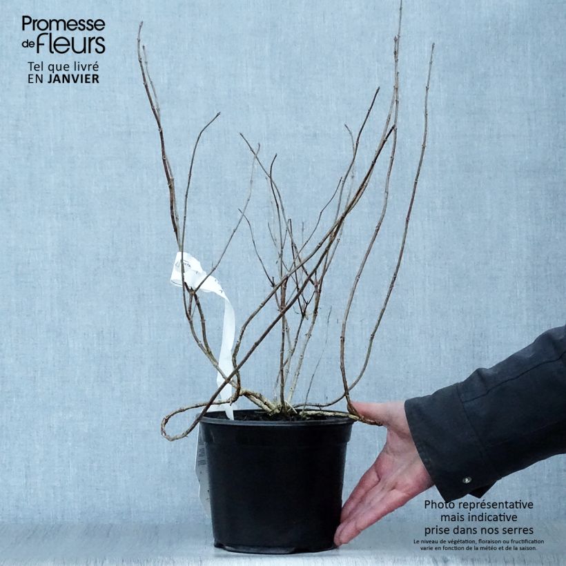 Spécimen de Hydrangea paniculata Bombshell - Hortensia paniculé Pot de 2L/3L tel que livré en hiver