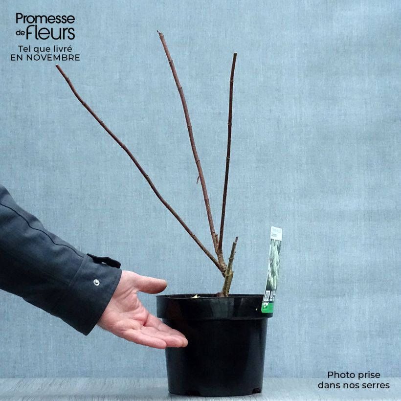Spécimen de Hydrangea paniculata Diamantino - Hortensia paniculé Pot de 3L/4L tel que livré en automne
