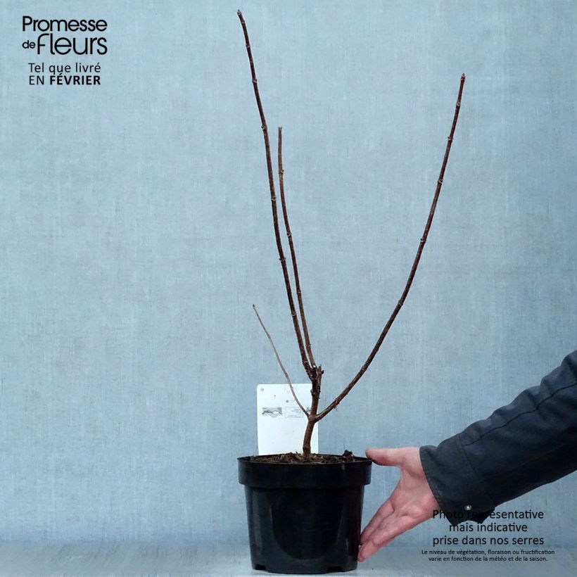 Spécimen de Hydrangea paniculata Early Sensation - Hortensia paniculé Pot de 3L/4L tel que livré en hiver