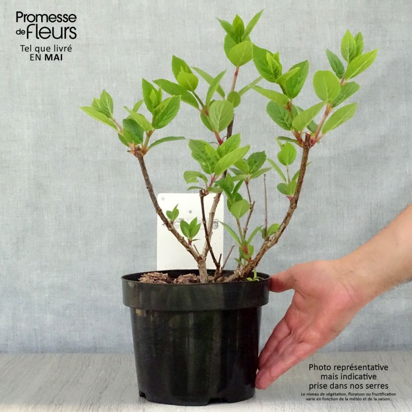 Spécimen de Hydrangea paniculata Early Sensation - Hortensia paniculé Pot de 3L/4L tel que livré au printemps