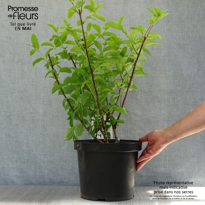 Spécimen de Hydrangea paniculata Fraise Melba - Hortensia paniculé Pot de 7,5L/10L tel que livré au printemps