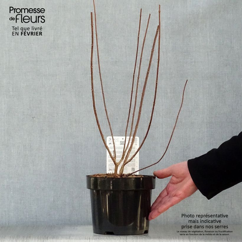 Spécimen de Hydrangea paniculata Fraise Melba - Hortensia paniculé Pot de 3L/4L tel que livré en hiver