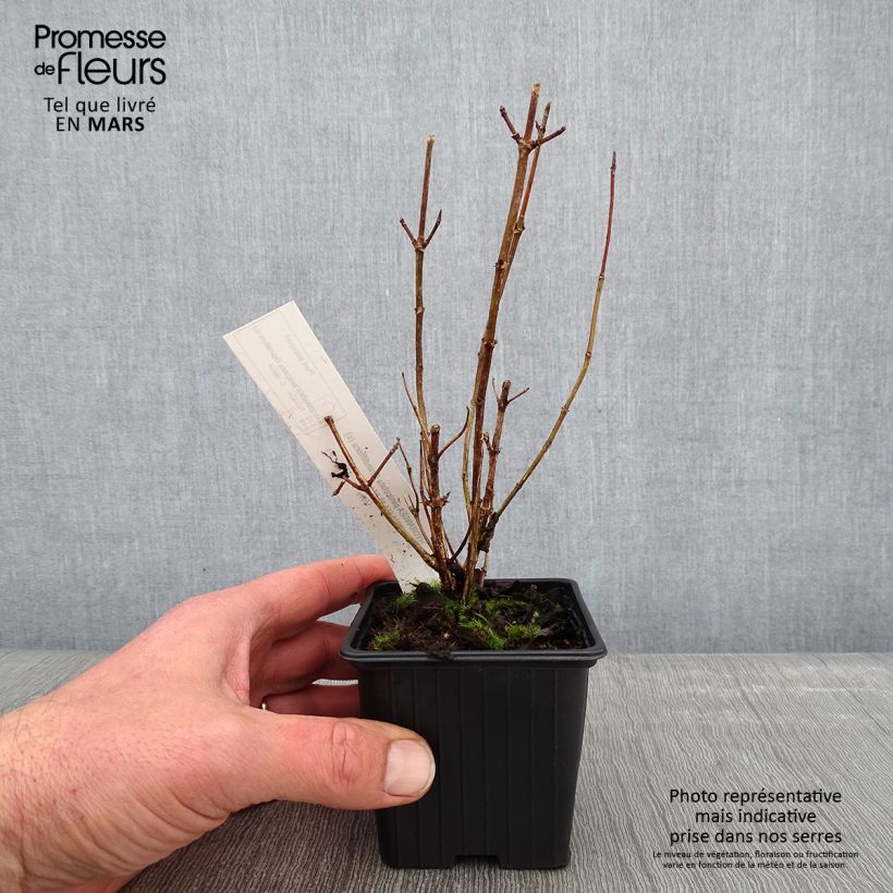 Spécimen de Hydrangea paniculata Grandiflora - Hortensia paniculé Godet de 8/9 cm tel que livré en hiver