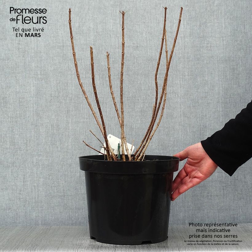 Spécimen de Hydrangea paniculata Great Star Le Vasterival - Hortensia paniculé Pot de 7,5L/10L tel que livré en hiver