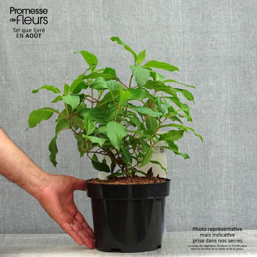 Spécimen de Hydrangea paniculata Great Star Le Vasterival - Hortensia paniculé Pot de 3L/4L tel que livré en été