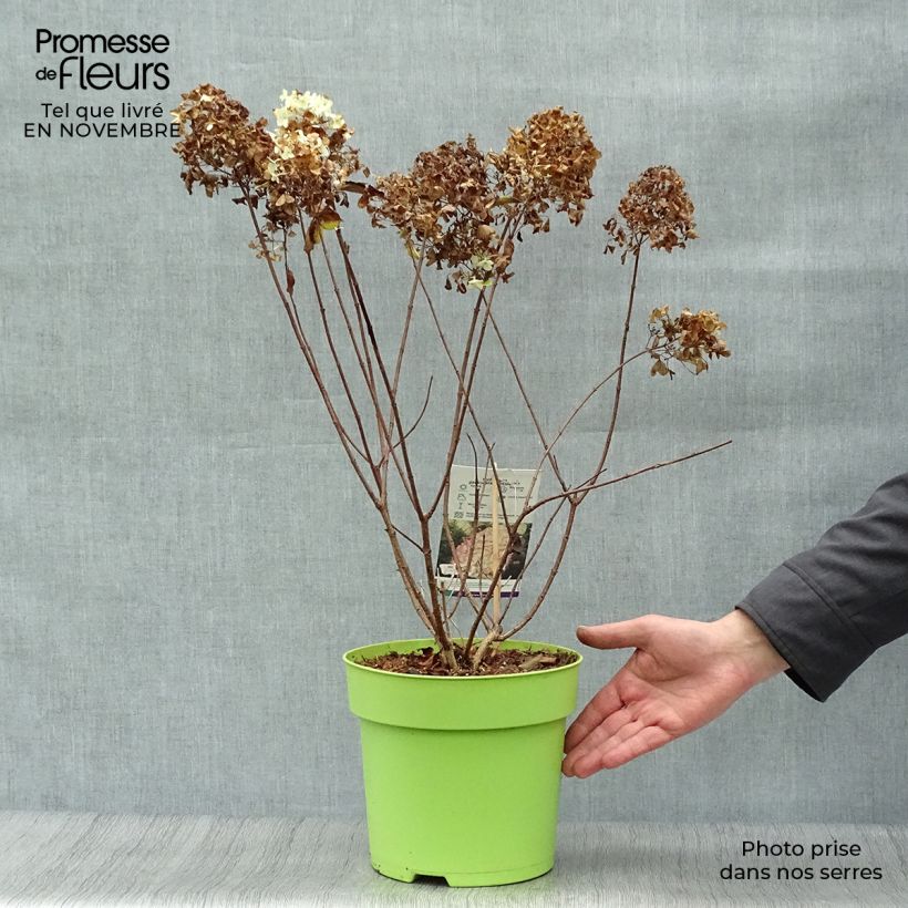Spécimen de Hydrangea paniculata Hercules - Hortensia paniculé Pot de 4L/5L tel que livré en automne