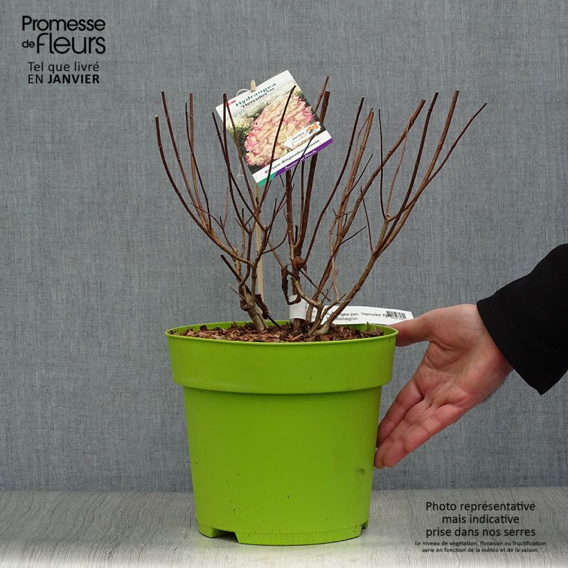 Spécimen de Hydrangea paniculata Hercules - Hortensia paniculé Pot de 3L/4L tel que livré en hiver