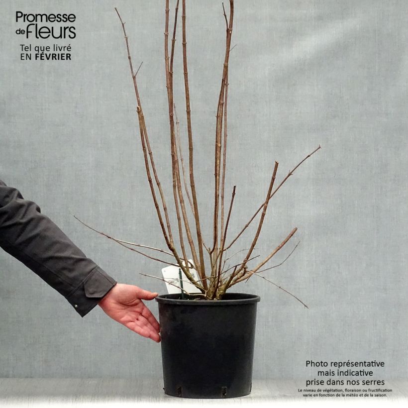 Spécimen de Hydrangea paniculata Kyushu - Hortensia paniculé Pot de 7,5L/10L tel que livré en hiver