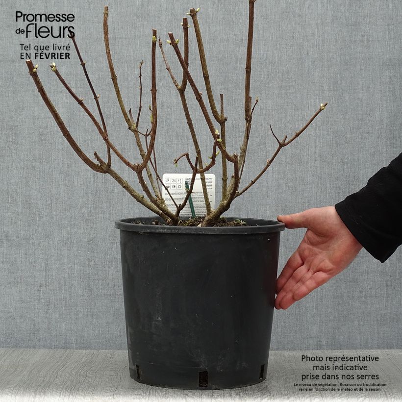 Spécimen de Hydrangea paniculata Levana - Hortensia paniculé Pot de 7,5L/10L tel que livré en hiver