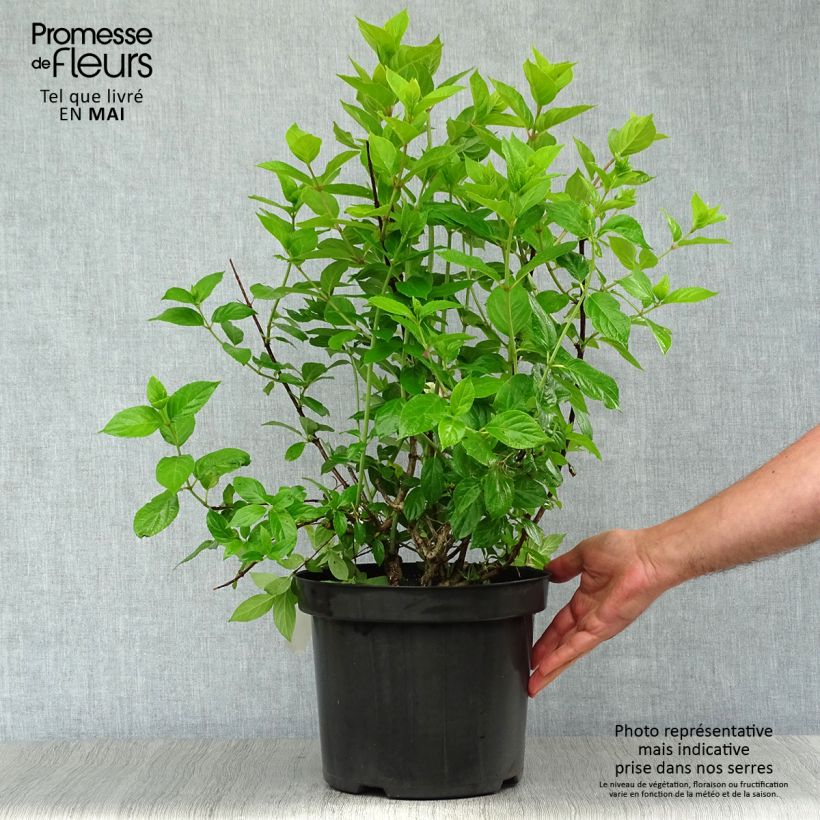 Spécimen de Hydrangea paniculata Limelight - Hortensia paniculé Pot de 6L/7L tel que livré au printemps