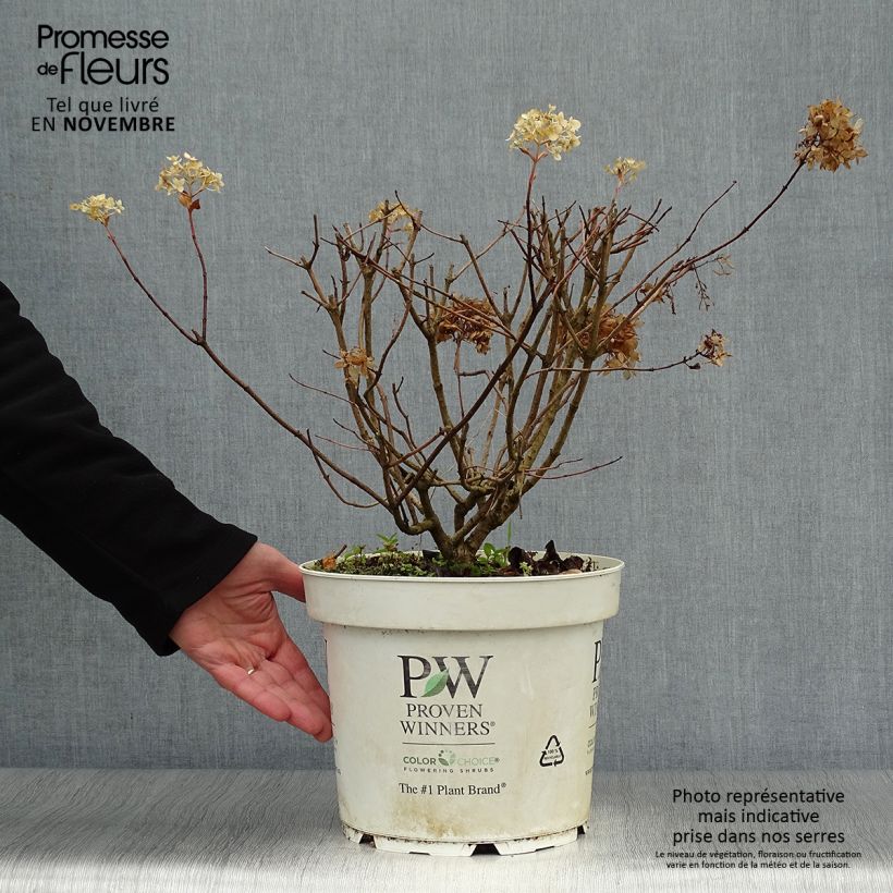 Spécimen de Hydrangea paniculata Little Lime - Hortensia paniculé Pot de 7,5L/10L tel que livré en automne