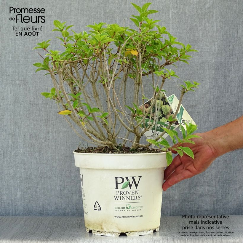 Spécimen de Hydrangea paniculata Little Lime - Hortensia paniculé Pot de 7,5L/10L tel que livré en été