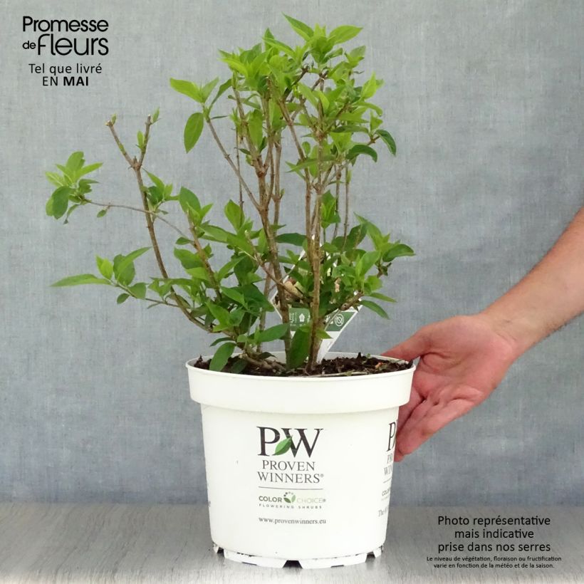 Spécimen de Hydrangea paniculata Little Lime - Hortensia paniculé Pot de 7,5L/10L tel que livré au printemps