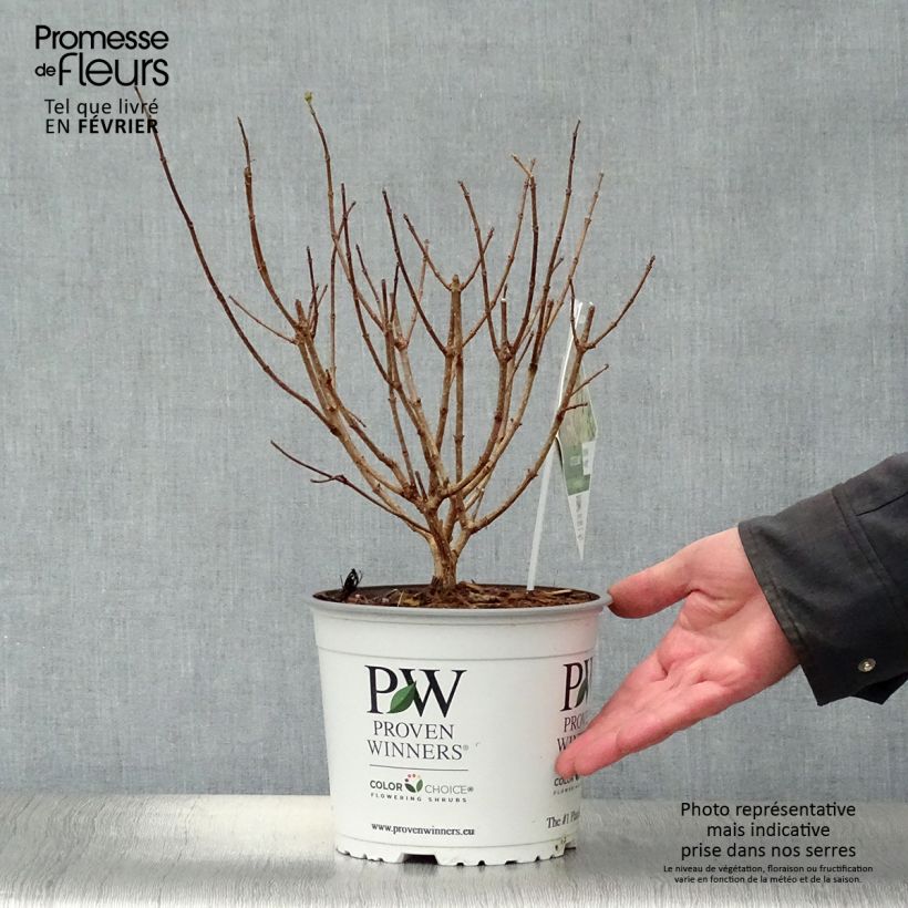 Spécimen de Hydrangea paniculata Little Lime - Hortensia paniculé Pot de 3L/4L tel que livré en hiver