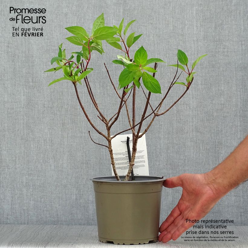 Spécimen de Hydrangea paniculata Magical Mont Blanc - Hortensia paniculé Pot de 3L/4L tel que livré en automne