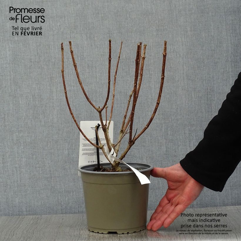 Spécimen de Hydrangea paniculata Magical Mont Blanc - Hortensia paniculé Pot de 3L/4L tel que livré en hiver