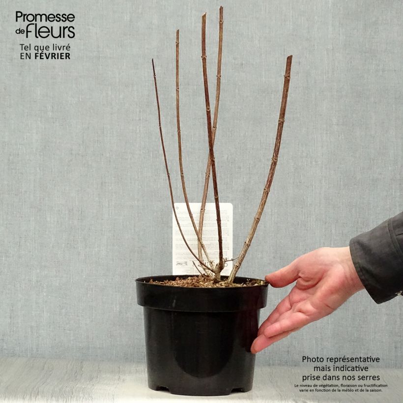 Spécimen de Hydrangea paniculata Mega Mindy - Hortensia paniculé Pot de 2L/3L tel que livré en hiver