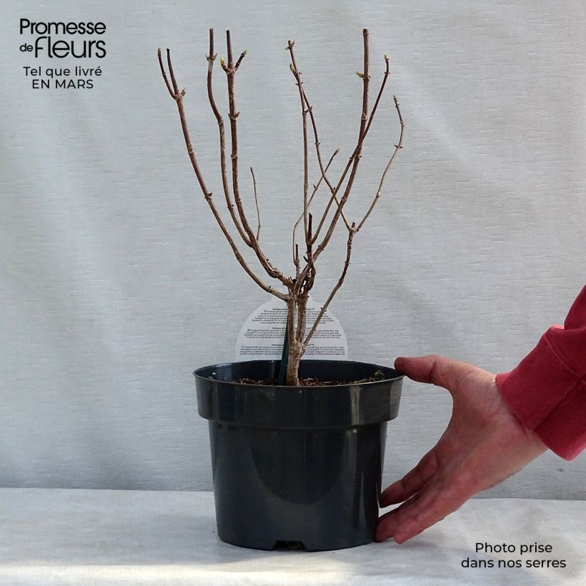 Spécimen de Hydrangea paniculata Pastelgreen - Hortensia paniculé Pot de 3L/4L tel que livré en hiver