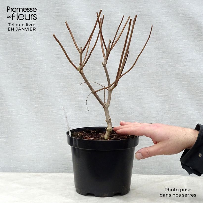 Spécimen de Hydrangea paniculata Phantom - Hortensia paniculé Pot de 2L/3L tel que livré en hiver
