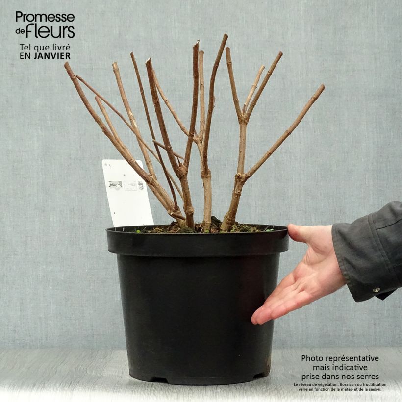 Spécimen de Hydrangea paniculata Phantom - Hortensia paniculé Pot de 7,5L/10L tel que livré en hiver