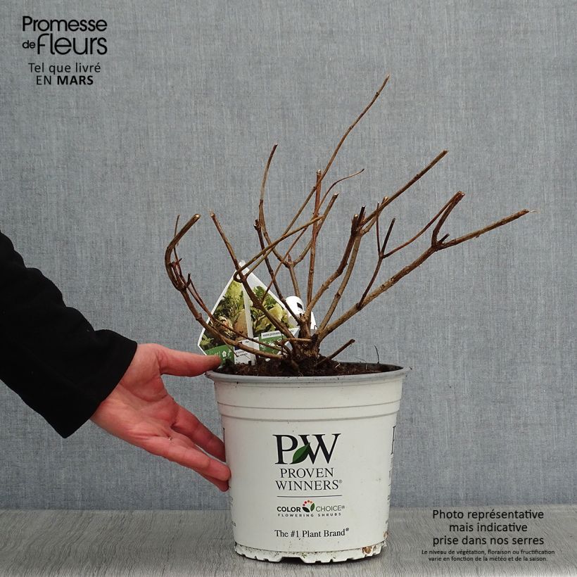 Spécimen de Hydrangea paniculata Pinkachu - Hortensia paniculé Pot de 3L/4L tel que livré en hiver