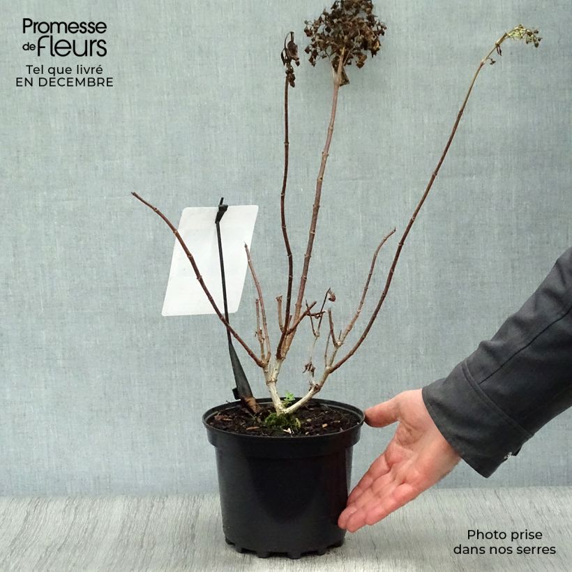 Spécimen de Hydrangea paniculata Silver Dollar - Hortensia paniculé Pot de 3L/4L tel que livré en hiver