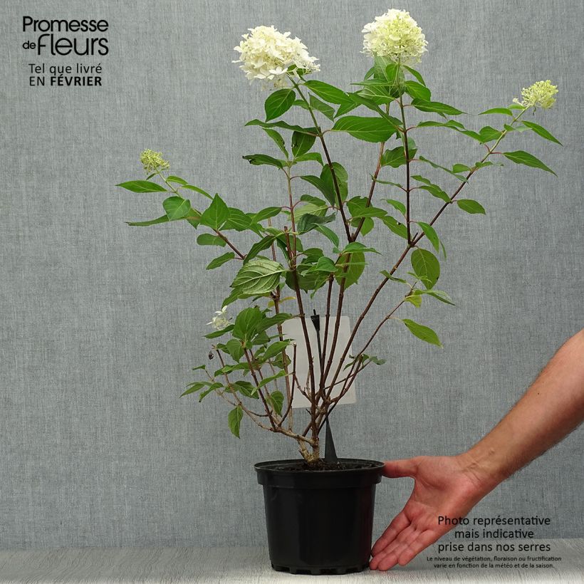 Spécimen de Hydrangea paniculata Silver Dollar - Hortensia paniculé Pot de 3L/4L tel que livré en automne