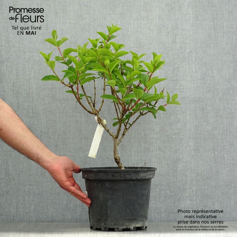 Spécimen de Hydrangea paniculata Silver Dollar - Hortensia paniculé Pot de 7,5L/10L tel que livré au printemps