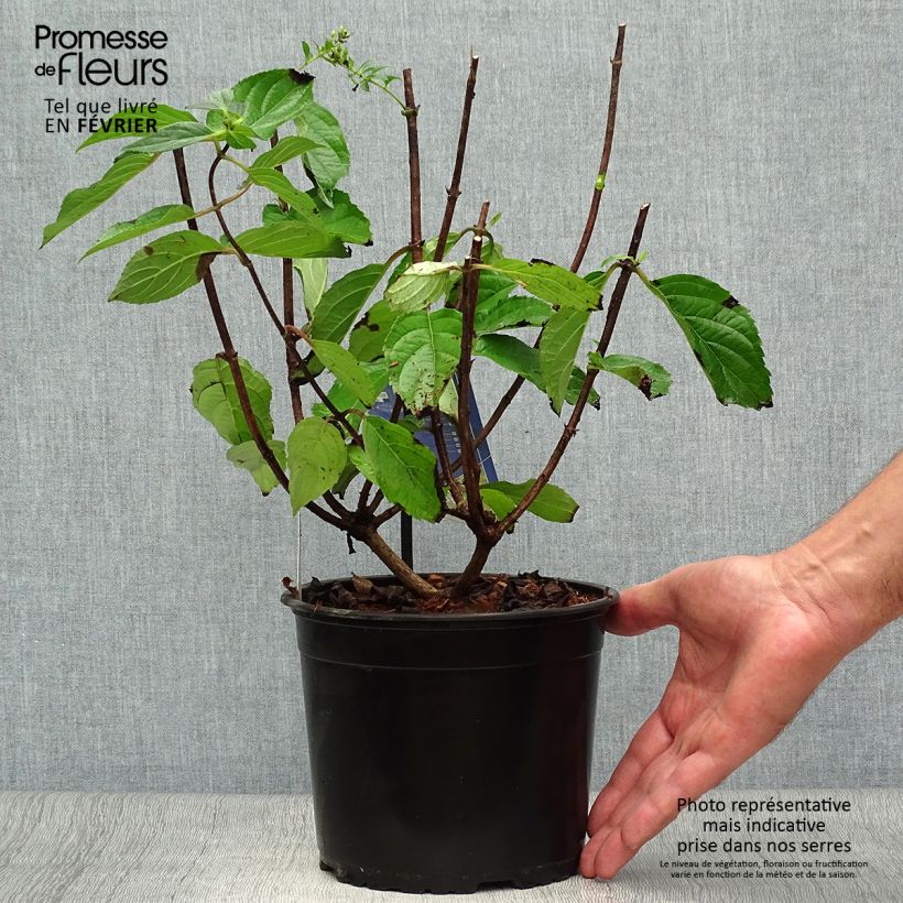 Spécimen de Hydrangea paniculata Skyfall - Hortensia paniculé Pot de 3L/4L tel que livré en automne
