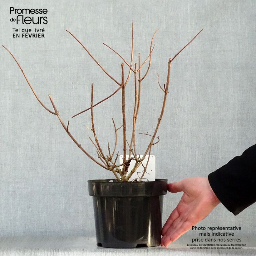 Spécimen de Hydrangea paniculata Sundae Fraise - Hortensia paniculé rose Pot de 2L/3L tel que livré en hiver