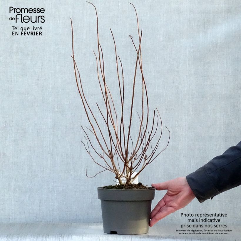 Spécimen de Hydrangea paniculata Unique - Hortensia paniculé Pot de 2L/3L tel que livré en hiver