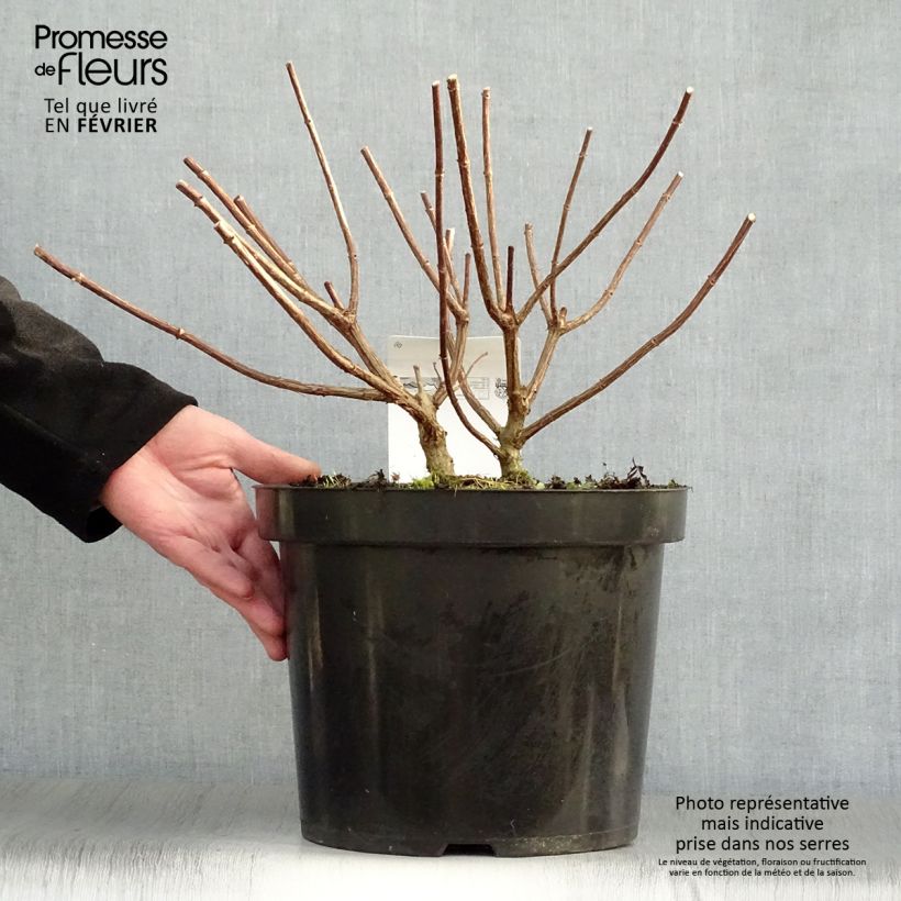 Spécimen de Hydrangea paniculata Vanille Fraise - Hortensia paniculé Pot de 7,5L/10L tel que livré en hiver