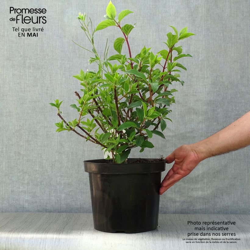 Amostra de Hortênsia paniculata Vanille Fraise Vaso de 7,5 L/10 L tal como entregue na primavera