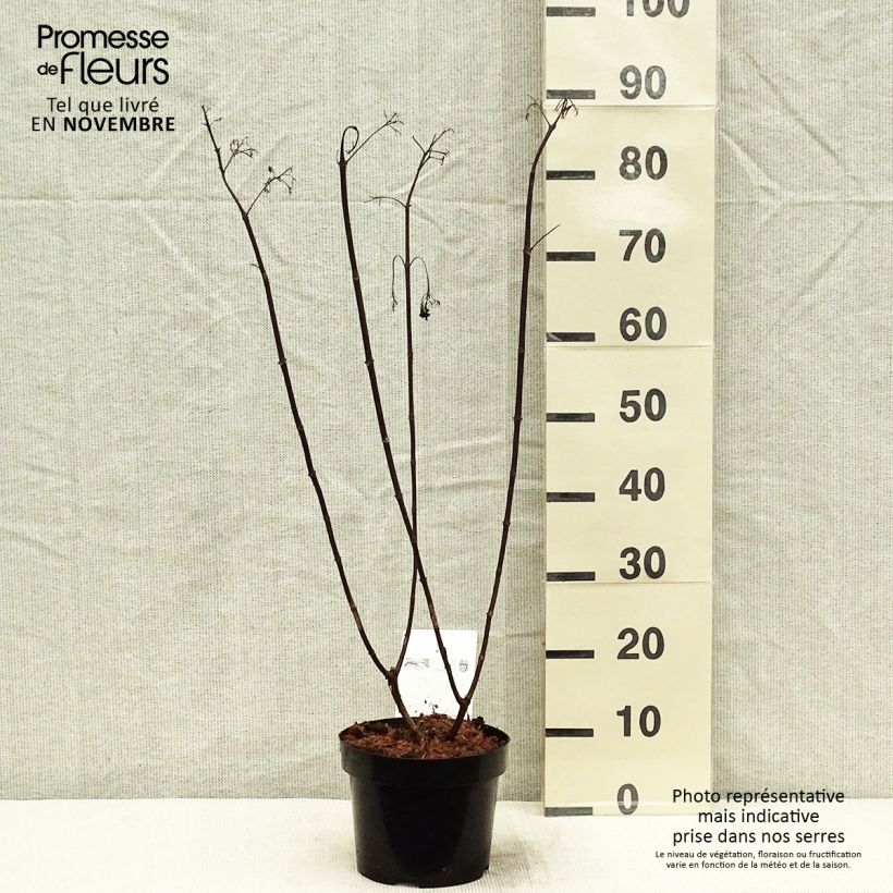 Spécimen de Hydrangea paniculata Vanille Fraise - Hortensia paniculé Pot de 2L/3L tel que livré en automne