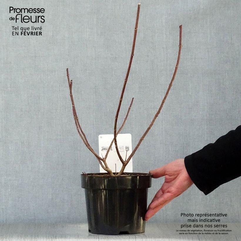 Spécimen de Hydrangea paniculata Vanille Fraise - Hortensia paniculé Pot de 2L/3L tel que livré en hiver